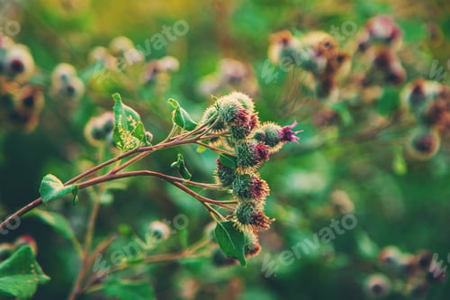 Preview: burdocks grow in the garden. Selective focus.