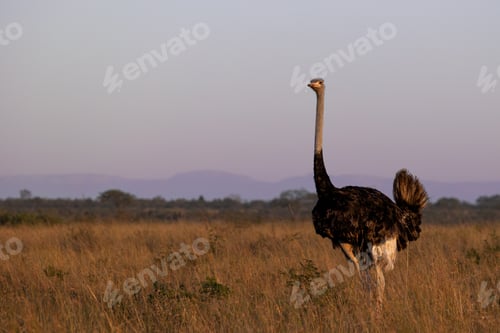 Preview: A male ostrich, Struthio camelus, walking through grass.