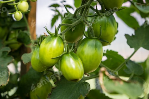 Preview: A lot of green tomatoes on a bush in a greenhouse