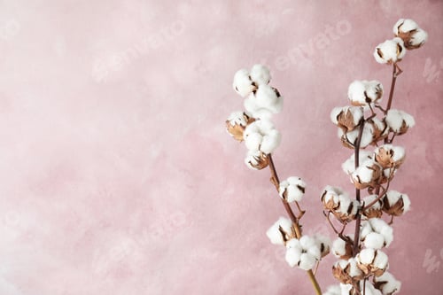 Preview: Beautiful cotton flowers against pink background, space for text