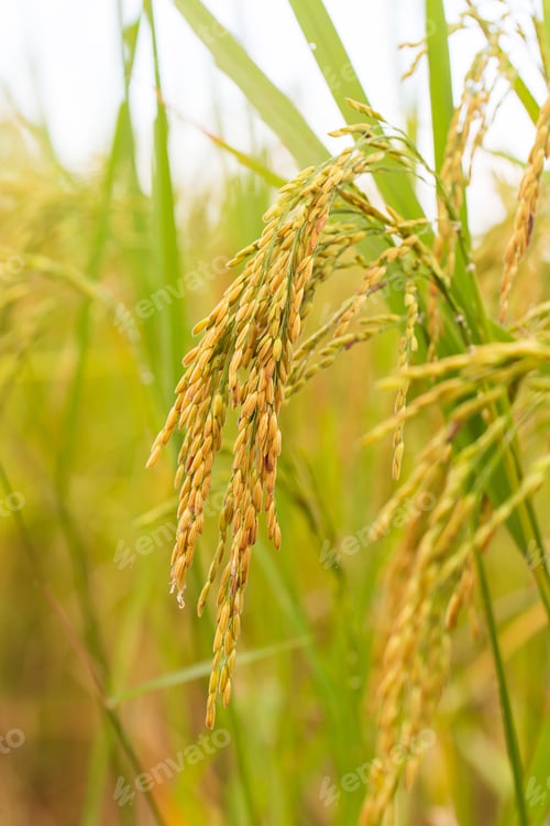 Preview: yellow green rice field