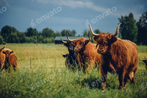 Preview: Brown bulls walking in the green field on a gloomy day