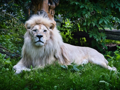 Preview: White lion resting outdoors in nature