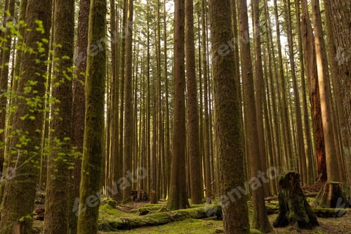 Preview: a tree line is shown in the middle of the woods