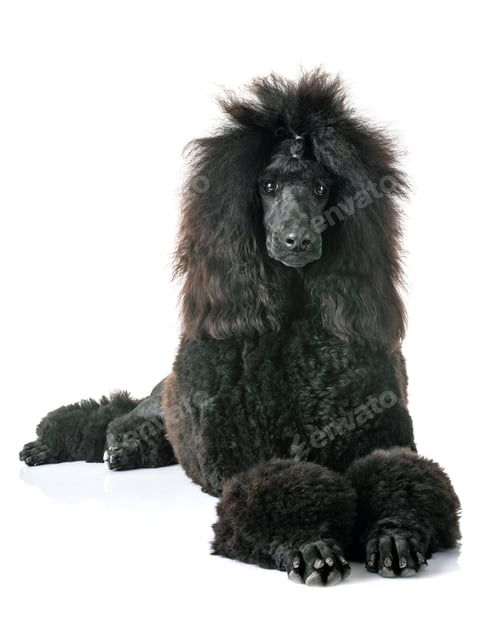 Preview: black standard poodle