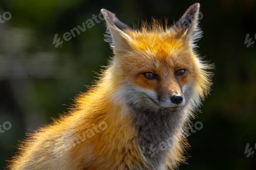 Preview: Fox in Yellowstone National Park