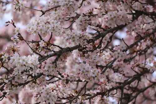 Vorschau: Frühling in voller Blüte