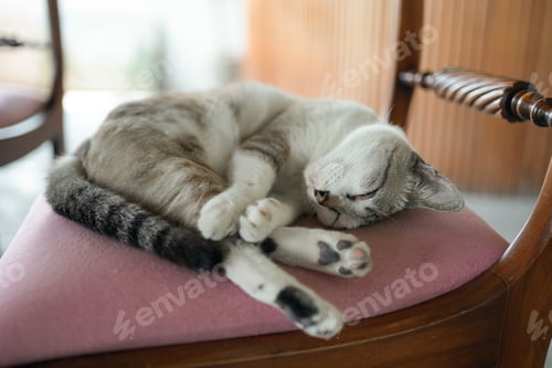 Vista previa: Fluffy cat sleeping while curled up on pink chair