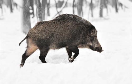 Preview: Black and white photography with color wild boar