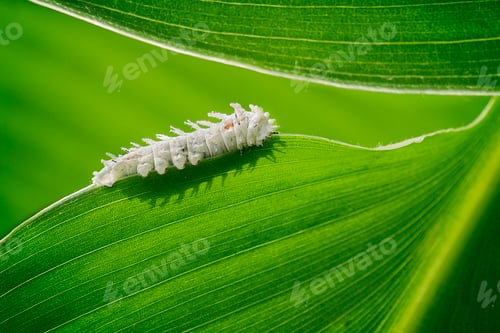 Preview: White Caterpillar on Leaf