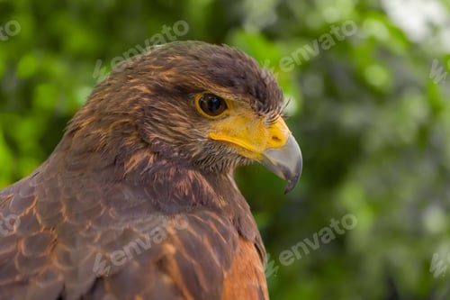 Preview: Close up of eagle, falcon, or hawk bird or dove standing isolated on nature tree background..