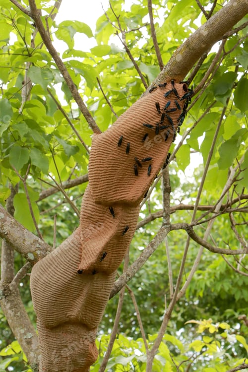Preview: Black Wasps or Mud Dauber swarming around their nest or colony