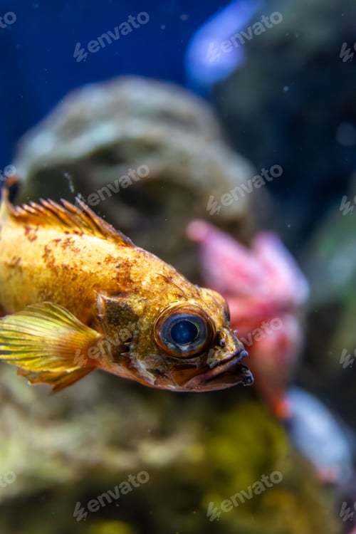Preview: Sea fish beside starfish. Underwater balance.