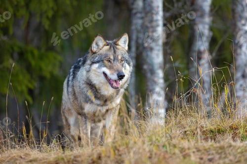 Preview: Large male grey wolf walking on a hill in the forest