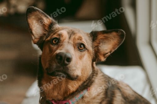 Preview: Rescue Dog Looking at Camera
