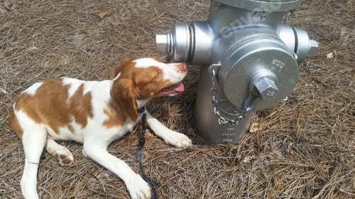 Preview: Walking the dog outdoors on a leash stopping at a fire hydrant in pine straw.