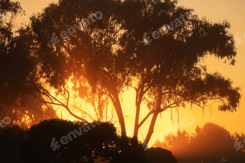 Preview: California Woodland Summer Sunset