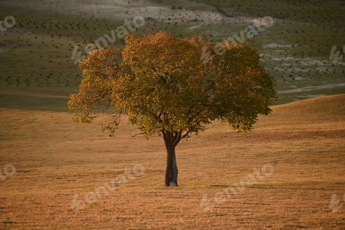 Preview: Autumn Embrace: The Lone Tree