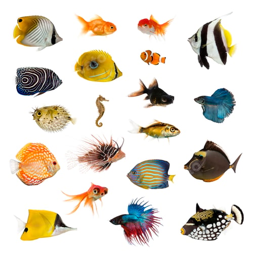 Preview: Large collection of fish, pet and exotic, in different position