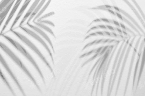Vorschau: Licht- und Schattenblätter, Palmblatt auf Grunge-Weißwand-Betonhintergrund