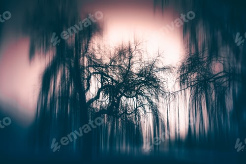 Preview: Magic, mysterious forest with trees in fog. Halloween concept