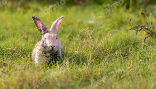 Preview: Adorable and cute new born rabbit. baby cute rabbit or new born adorable bunny. Easter Bunny.