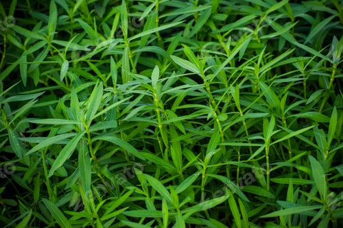 Preview: Closeup shot of Tarragon grass in a field