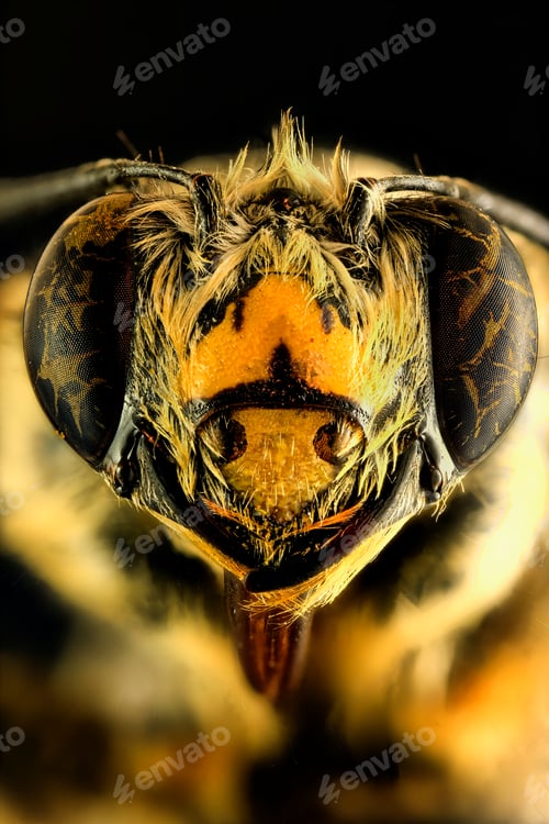 Preview: Closeup of bee's yellow and black face with big eyes and the blurred background