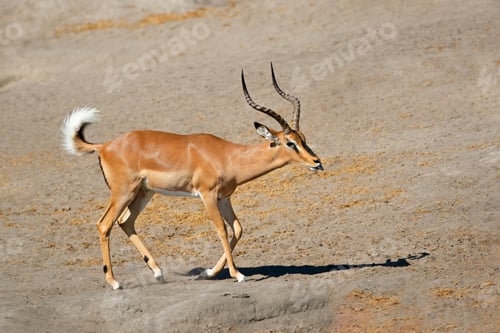 Preview: Male black-faced impala antelope - Etosha
