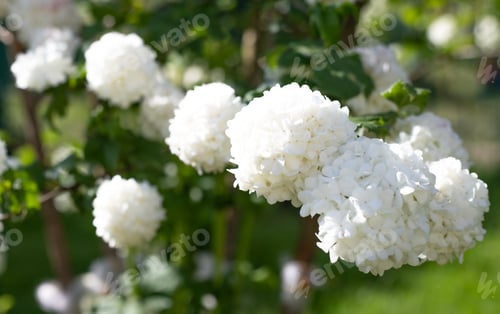 Preview: white viburnum flowers Boule des Neiges. ornamental shrub.