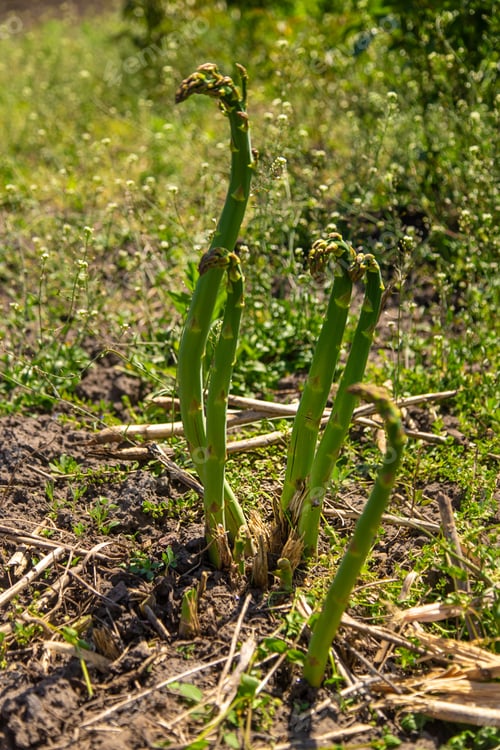 Preview: Asparagus grows in the garden. Selective focus.