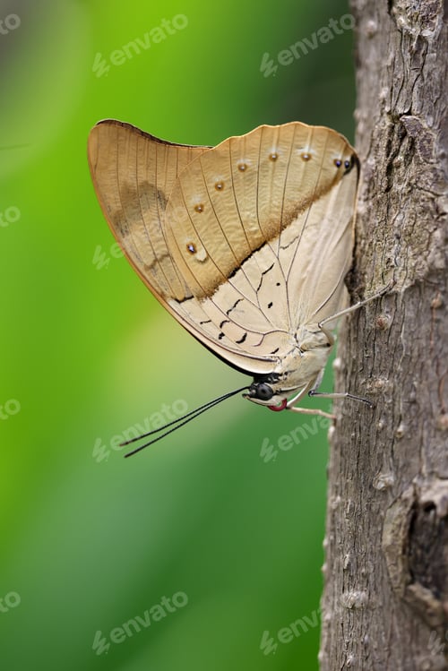 Preview: Close up shot of beautiful butterfly