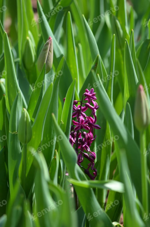 Preview: a pink flower is surrounded by green grass with buds in the foreground