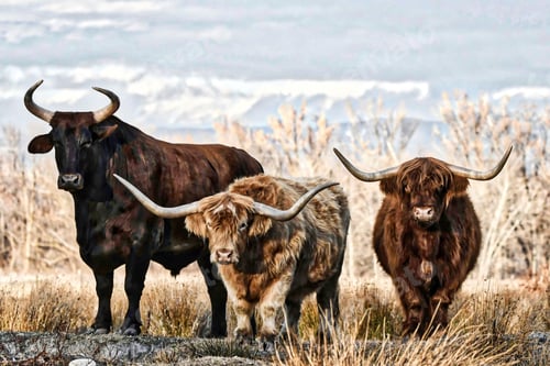 Preview: Serene view of 3 bulls in the field