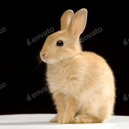 Preview: Rabbit