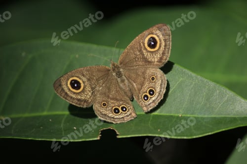 Preview: Brown butterfly on leaf in nature