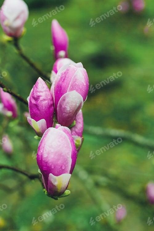 Preview: pink magnolia blossom. Beautiful flowering magnolia tree.