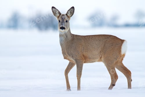 Preview: Roe deer Capreolus capreolus in winter on snow