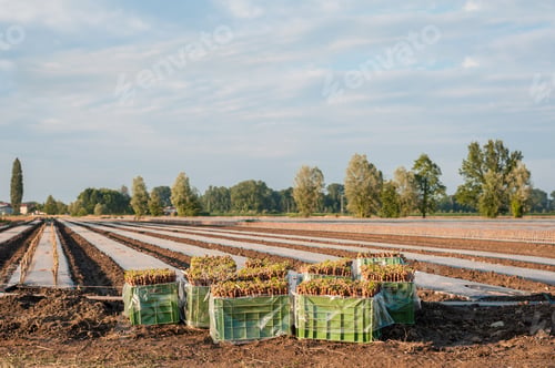 Preview: The grafts vine ready to be transplanted in the field