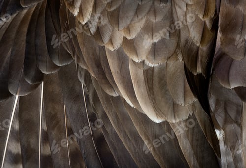 Preview: Macro of common buzzard, Buteo buteo feathers