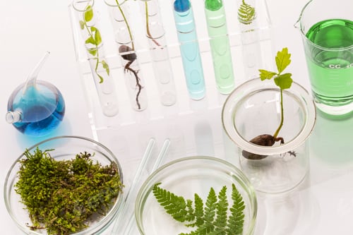 Preview: Test tubes with plants in a holder, vitamins on a light background, laboratory