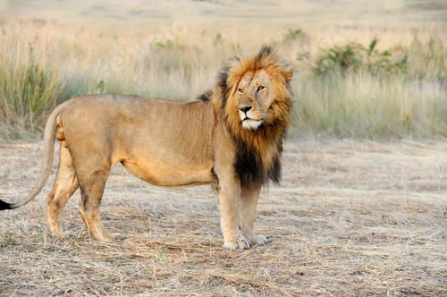 Preview: Close lion in National park of Kenya