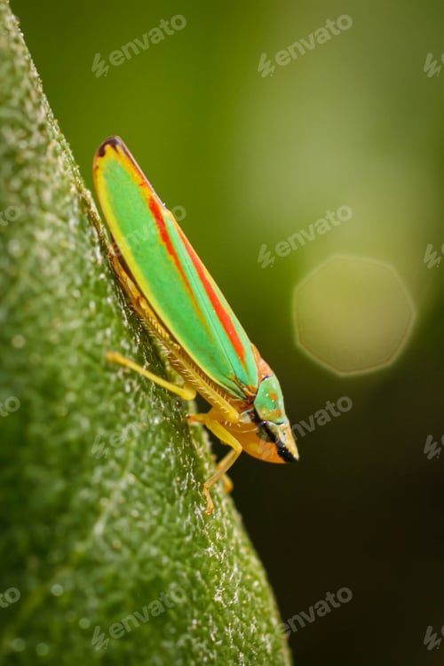 Preview: Green Graphocephala fennahi (rhododendron leafhopper) resting on a leaf