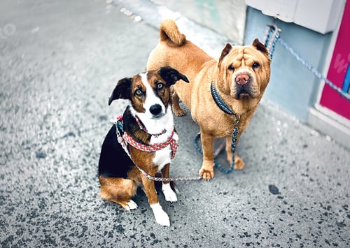 Preview: Two cute dogs waiting for their owner outside of store