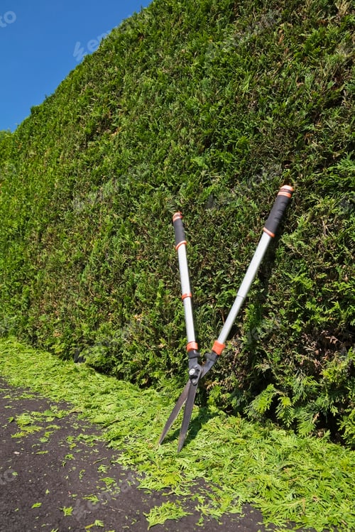 Preview: Clipped Thuja occidentalis - cedar tree hedge with garden shears and trimmings on black asphalt