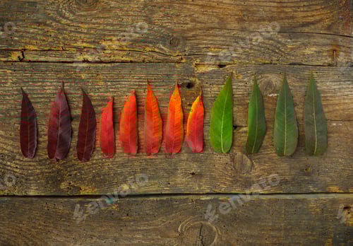 Preview: Red, yellow and green leaves on old wooden background