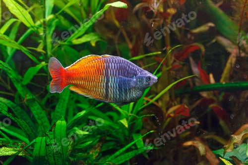Preview: underwater photography of Barbus ticto fish