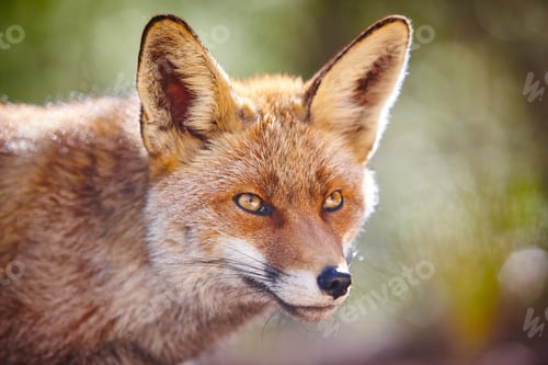 Preview: Fox head with geen background. Wildlife in the forest