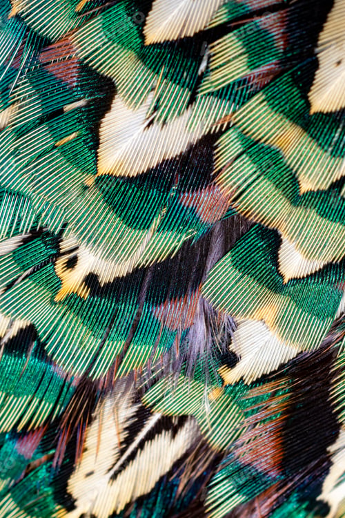 Preview: colored pheasant feathers with a visible texture. background