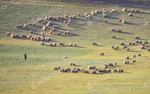 Preview: Landscape with a shepherd and a flock of sheep in the field